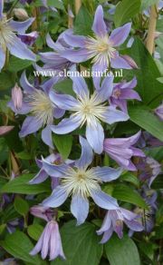Clematis 'BLUE RIVER' Zoblueriver PBRaf & PPaf